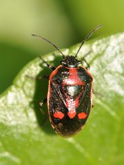 Eurydema oleraceum